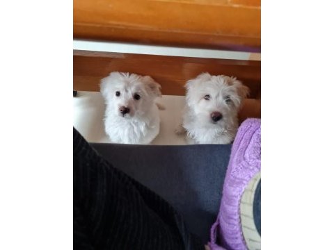 5 aylık dişi maltese terrier