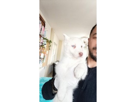 Beyaz husky yavrularımız a kalite