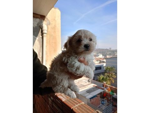 A kalite maltipoo yavrular