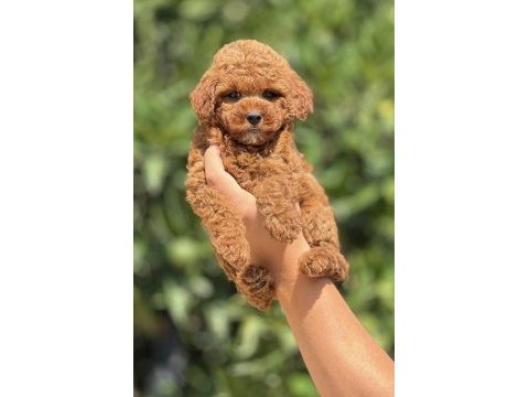 Toy poodle yavrularımız