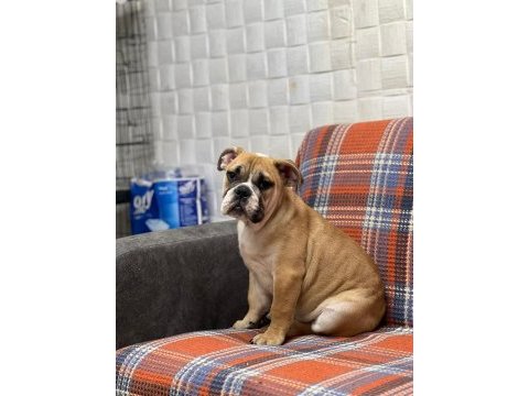 Erkek ingiliz bulldog artık yeni ailesine gitmeye hazır