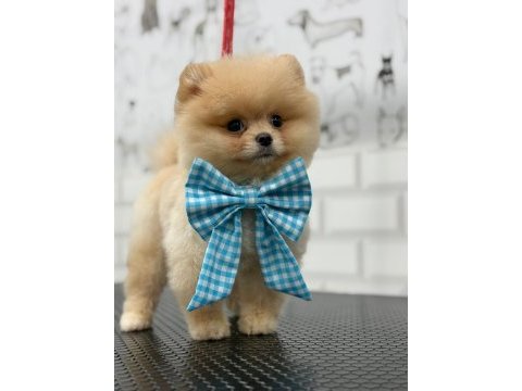 Safkan şecereli pomeranian boo yavrular