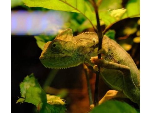 Evcil yavru elde oyun seven renk değiştiren bukalemun