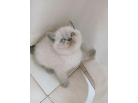 Mavi gözlü blue point british shorthair yavrular