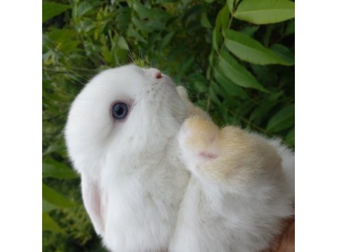 Sevimli mini lop tavşan yavrular