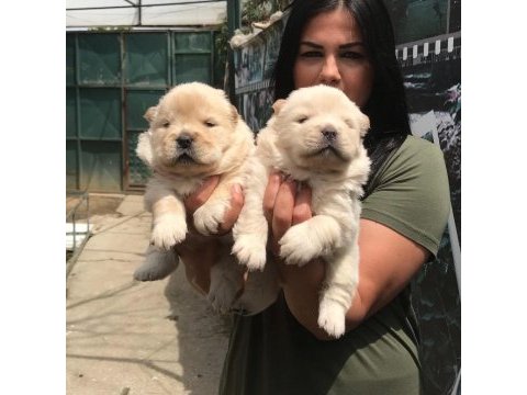 Mükemmel chow chow yavrularım