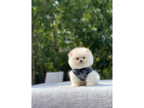 Biblo gibi pomeranian boo yavrularımız