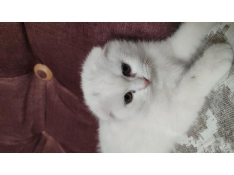 Aydın didim scottish fold beyaz kedimiz