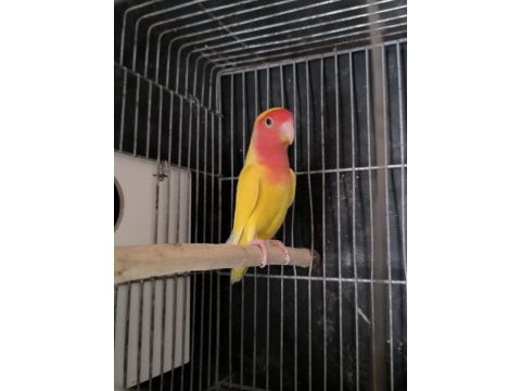 Kırmızı göz dişi papağanımız