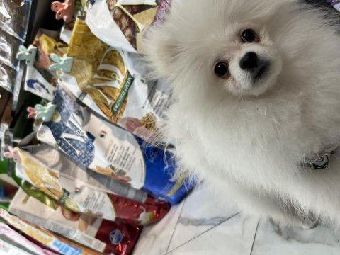 Beyaz erkek pomeranian yavru