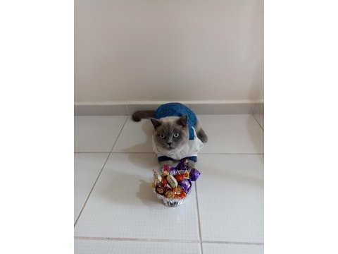 British shorthair blue point kedi sahiplendirilecektir