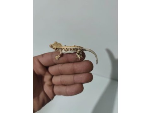 Crested ve leopard geckolar
