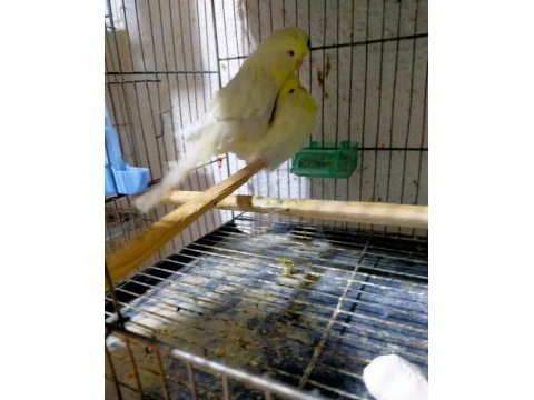 Mükemmel muhabbet kuşu eşler