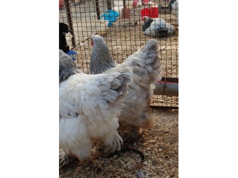 Light blue brahma kuluçkalık yumurta & civciv
