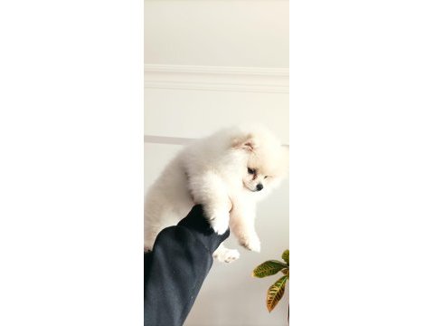 Pomeranian teacup 4 aylık