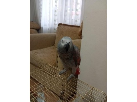 Red faktör jako papağanı
