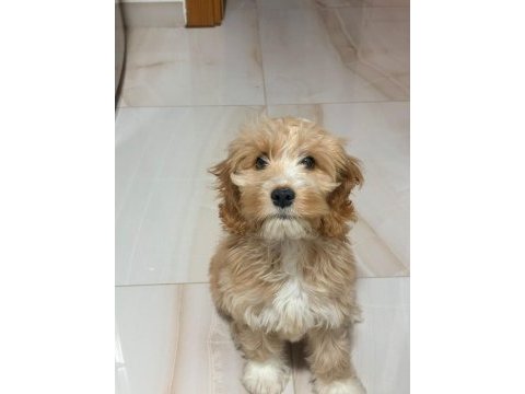 3 aylık erkek maltipoo