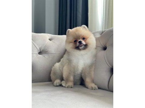 Erkek 3 aylık pomeranian boo
