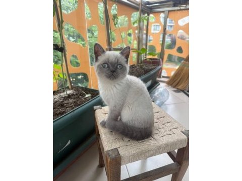 Erkek blue point cinsi erkek 3.5 aylık british shorthair