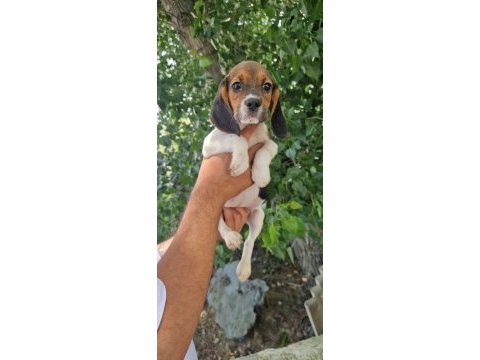 Orjinal beagle yavrular