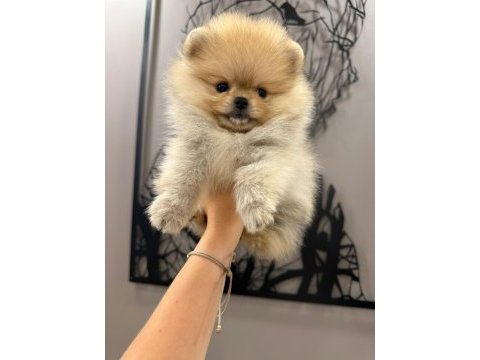 Teacup dişi teddy bear pomeranian