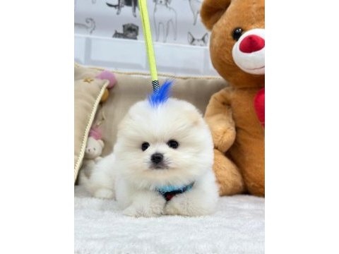 Üst düzey efsane pomeranian boo