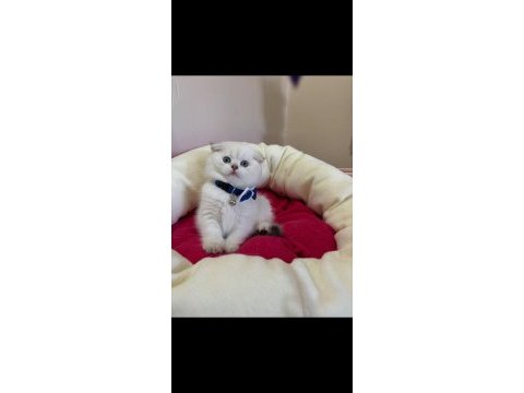 Scottish fold erkek yavrumuza yuva (uyguna)