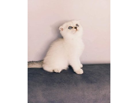 Scottish fold yeni yuvalarını arıyor
