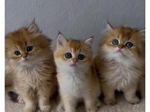British shorthair ve longhair yavrular