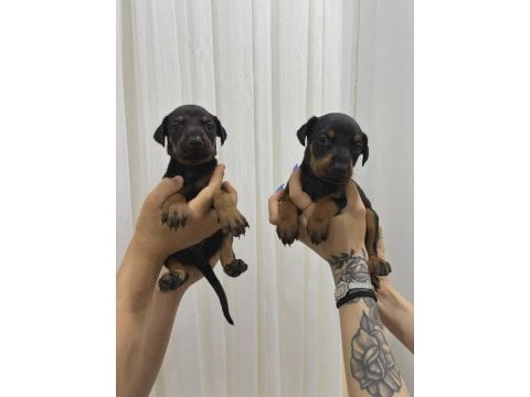 Ev ortamında büyüyen safkan doberman dişi yavrular