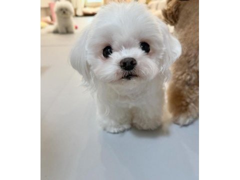 Maltese yavrular