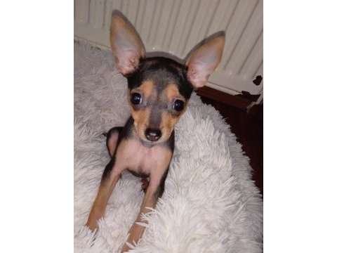 4 aylık minyatür pinscher