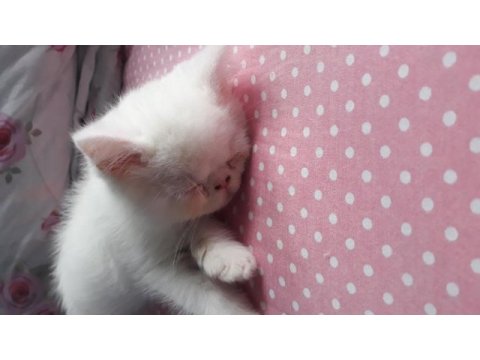 Exotic shorthair