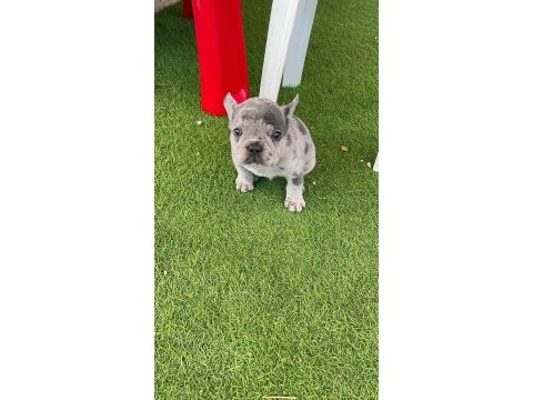 French bulldog