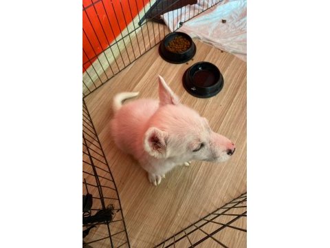 2,5 aylık gökyüzü mavisi oyuncu erkek husky