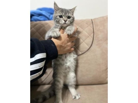 Kayseri içi british shorthair sahiplendirme yapılacaktır