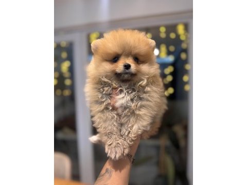 Minicik pomeranian boo