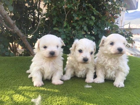 Maltese yavrular