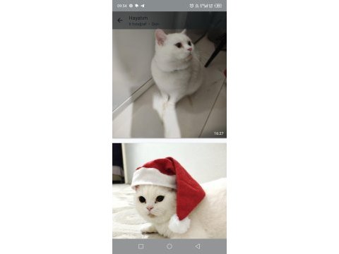 British shorthair sıcak bir yuva aranıyor ücretsiz