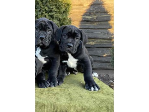 Orjinal safkan garantili dev cane corso yavruları
