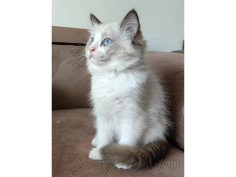 Secereli ragdoll yavrulari