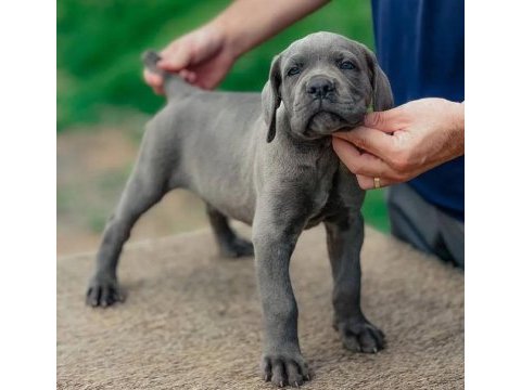 Üst kalite cane corso yavruları