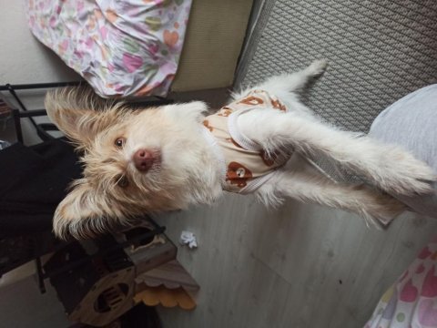 Sahiplendireceğim köpeğim çalıştığım için