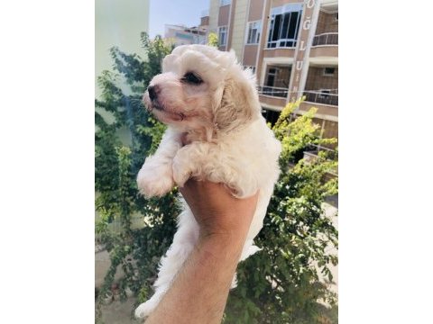 50 günlük terrier iç parazit yapıldı