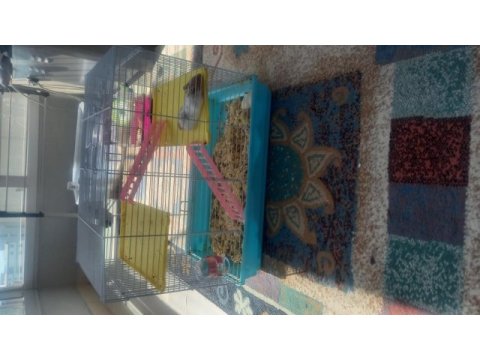 2 tane yavru hamster