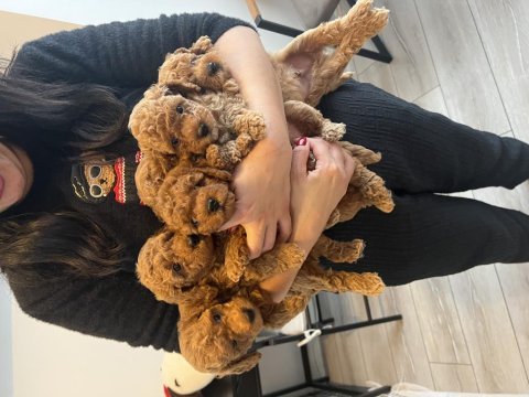 Evimizin kıvırcık poodle bebekleri