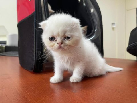 Harika güzellikte scottish fold dişi yavru
