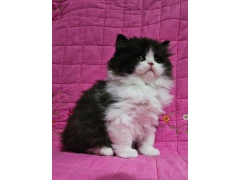 Safkan black bicolor renginde british longhair yavru