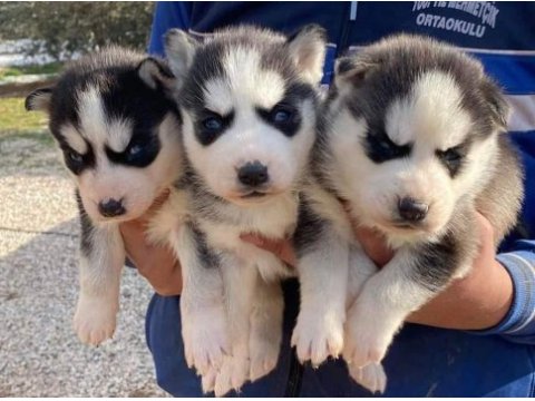 Safkan üst kalite husky