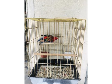 Hazır ele kola alışık rozella papağanı ısırması falan yok